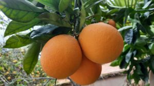 תפוזים טריים